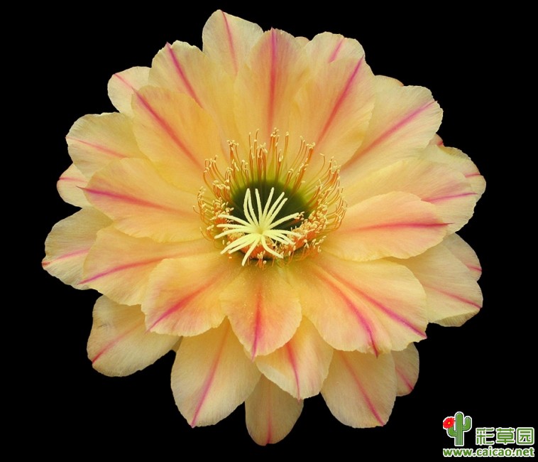 草球牡丹锦仙人球,大花彩草仙人球经典品种