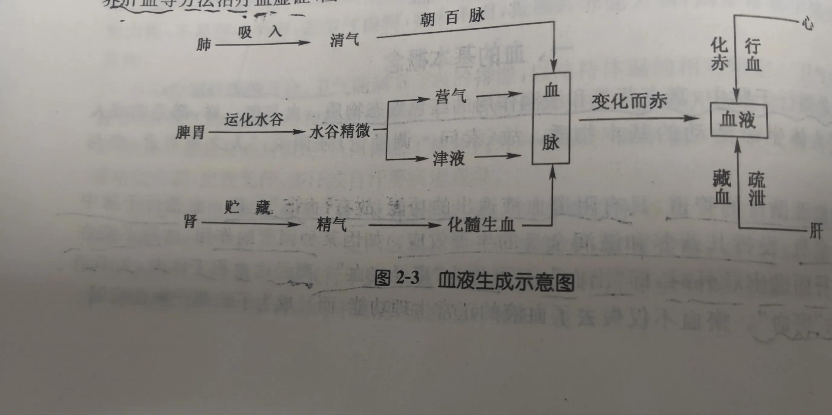 中医里血液的功能,中医对血液系统的解释