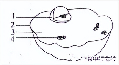 初中生物会考试卷复习视频,中考会考生物试卷