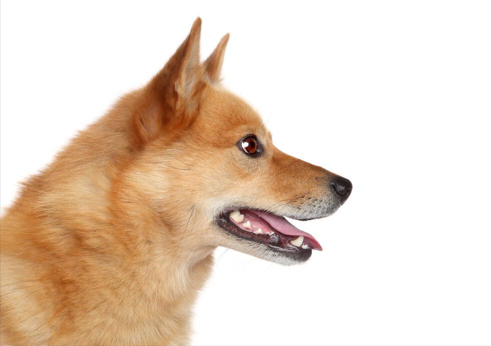 最暖心的狗狗排行榜,最暖的大型狗狗是哪种