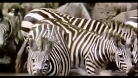 这是真的吗？当人被鳄鱼追赶时，z字型逃跑能快速摆脱鳄鱼