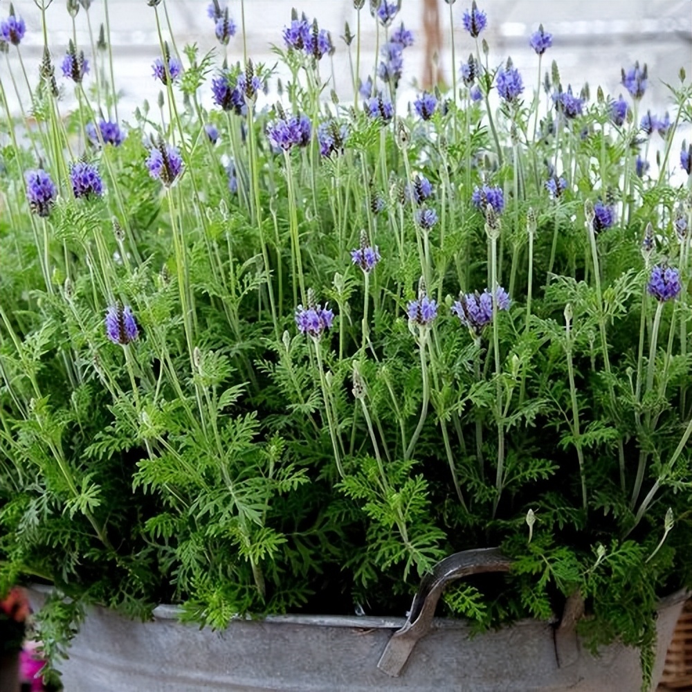 羽叶薰衣草的养护方法视频,羽叶薰衣草的养殖方法和注意事项