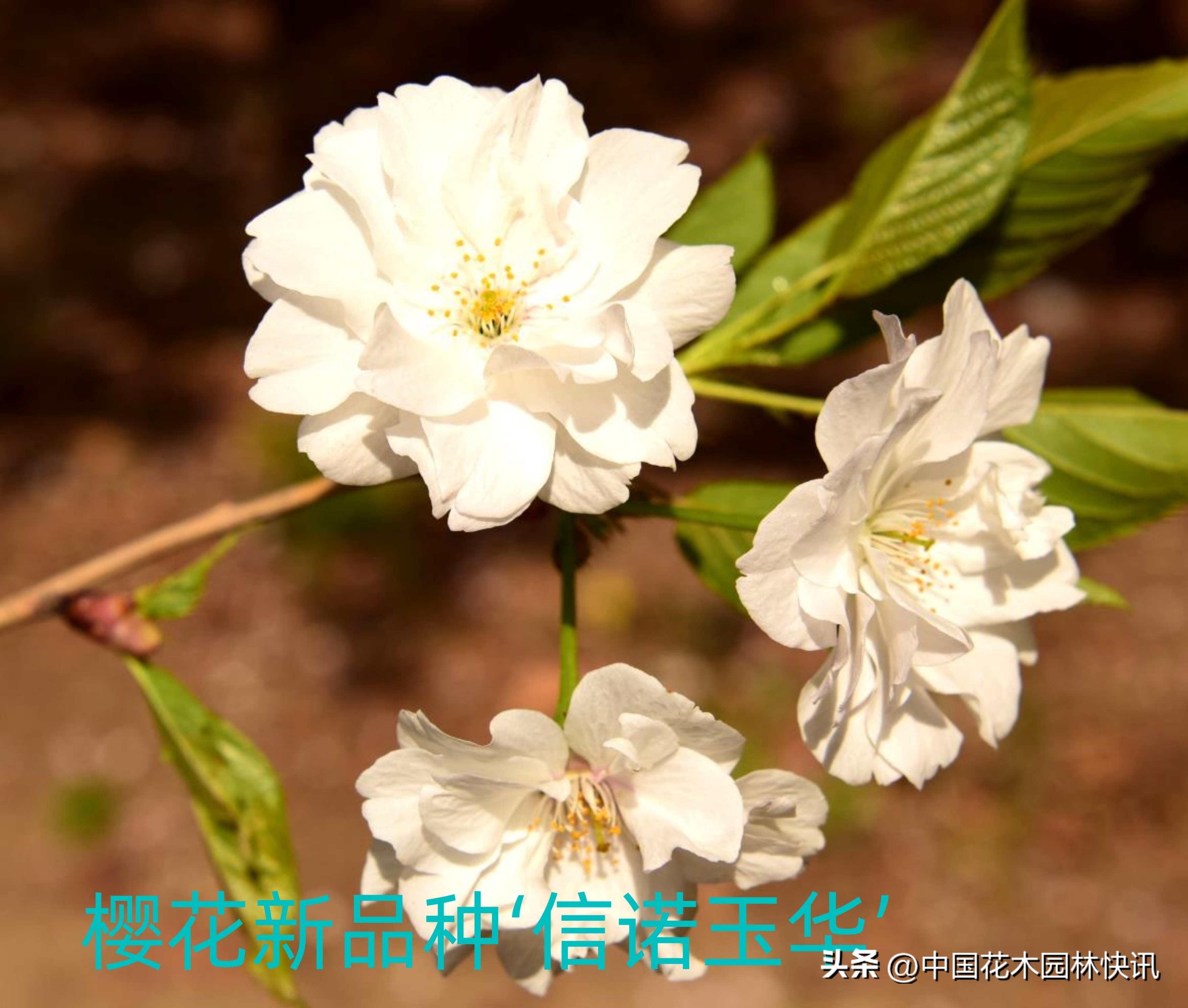 青岛樱桃谷樱花,青岛大崂樱花谷单樱