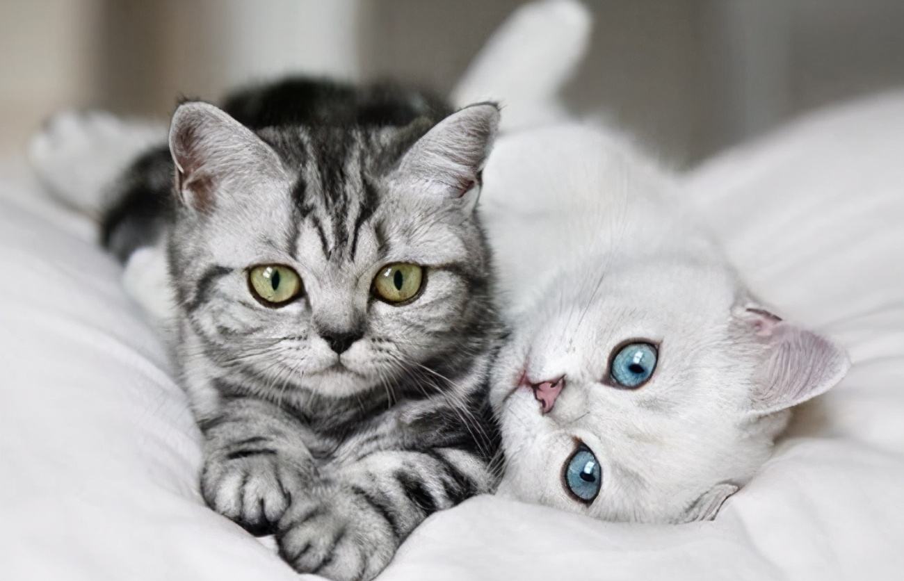 猫咪的一生最重要的事情,猫咪的生命终点