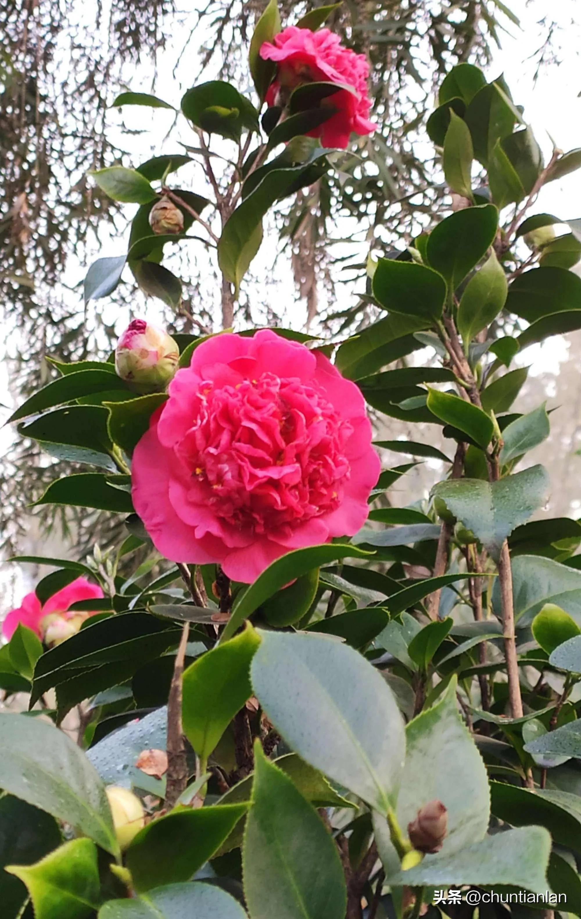 山茶花纯音乐,山茶花