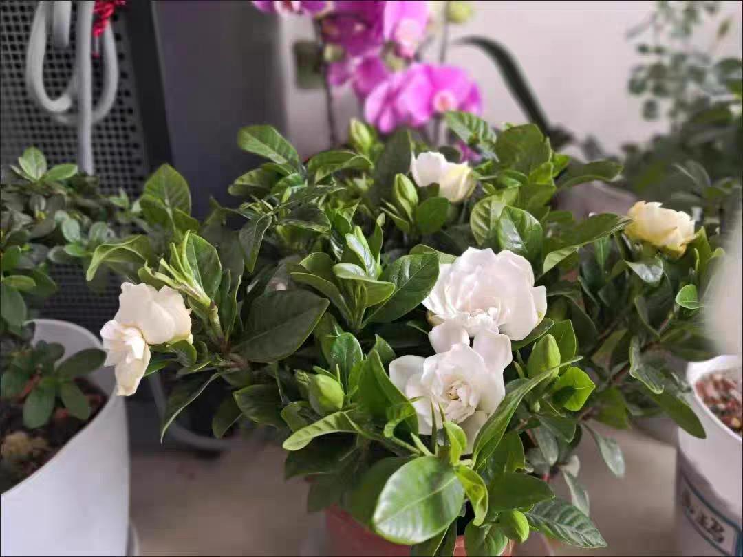 防辐射净化空气最好的植物是什么,适合南方养的净化空气的室内植物