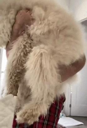 救助了小狗发现长大不简单,收养了一只小狗成长历程