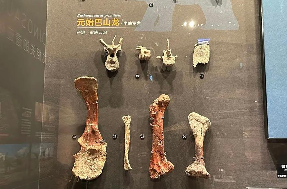 重庆自然资源科普馆有讲解吗,重庆自然资源科普馆一共几个馆