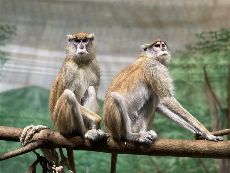 一组真实的照片:120米的长距离水漂,墨西哥的陶土武士