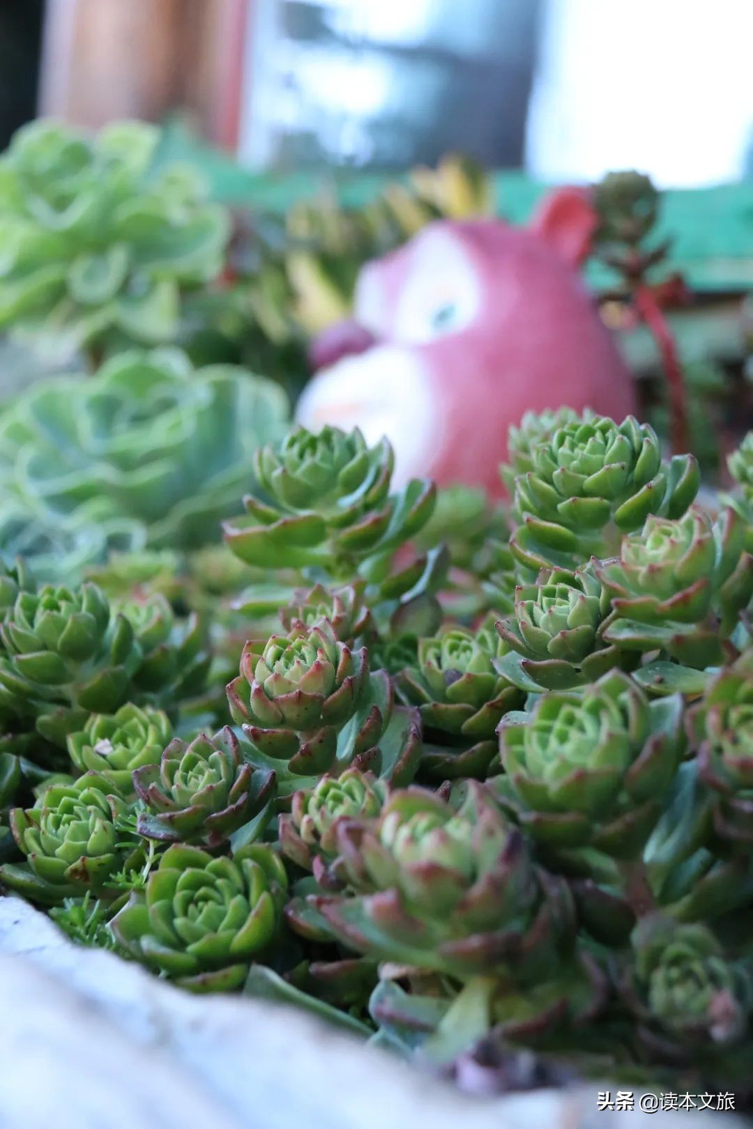 走进多肉世界,丽江古城多肉