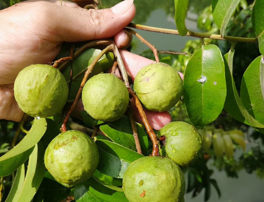 农村那些你吃过却叫不上名的野果,南方小时候路边的野果有哪些