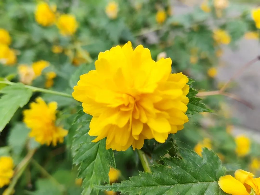 顺义区东郊森林湿地公园,打卡北京顺义公园