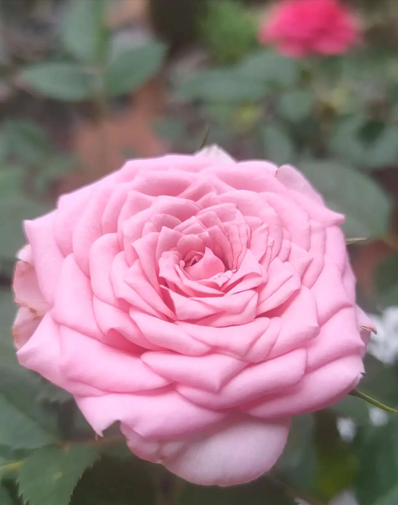 想要拥有自己的一间花店,好想拥有这样的一间花店