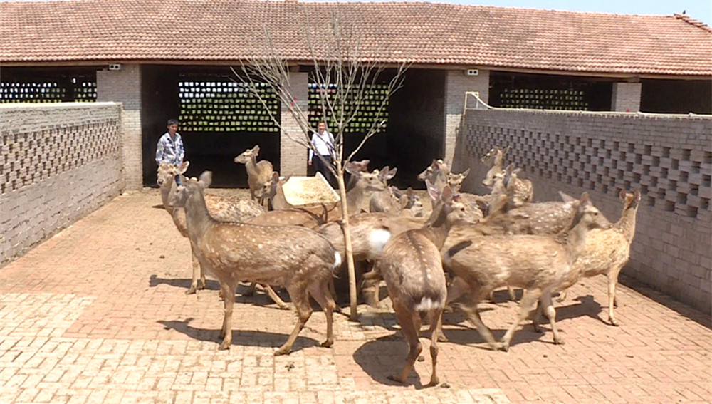 长塘养鸡,临湘市长塘镇