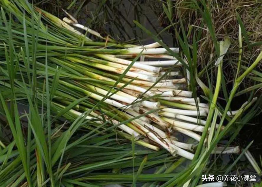 农村常见野草香肠草,香肠草种植前景