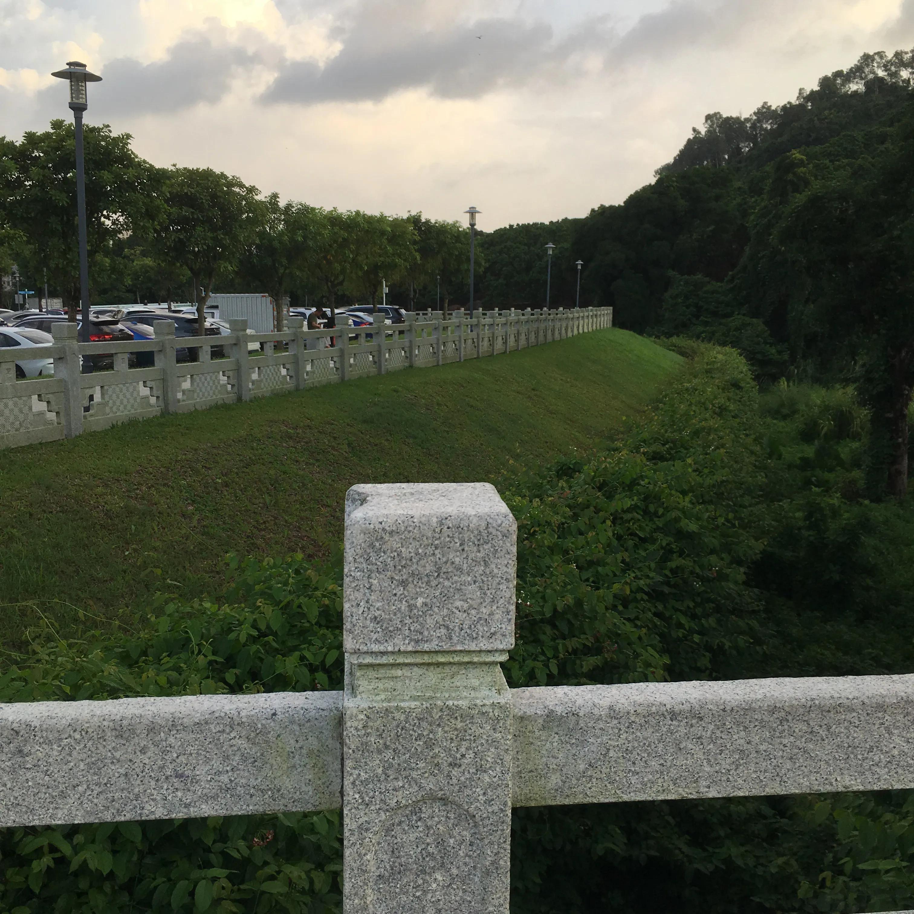 纯种银狐犬出售,纯种银狐犬照片