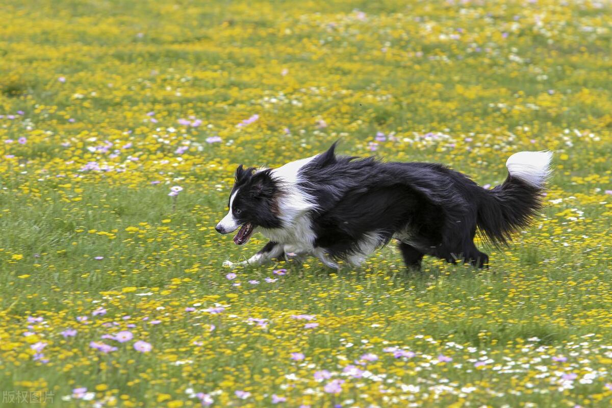 没毛狗狗的品种大全,灰色毛的狗狗品种