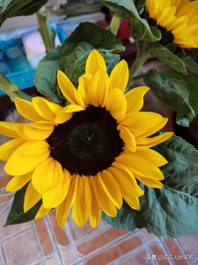 我，53岁，患躁郁症20年，数次自杀，两度进出精神病院，自我治愈