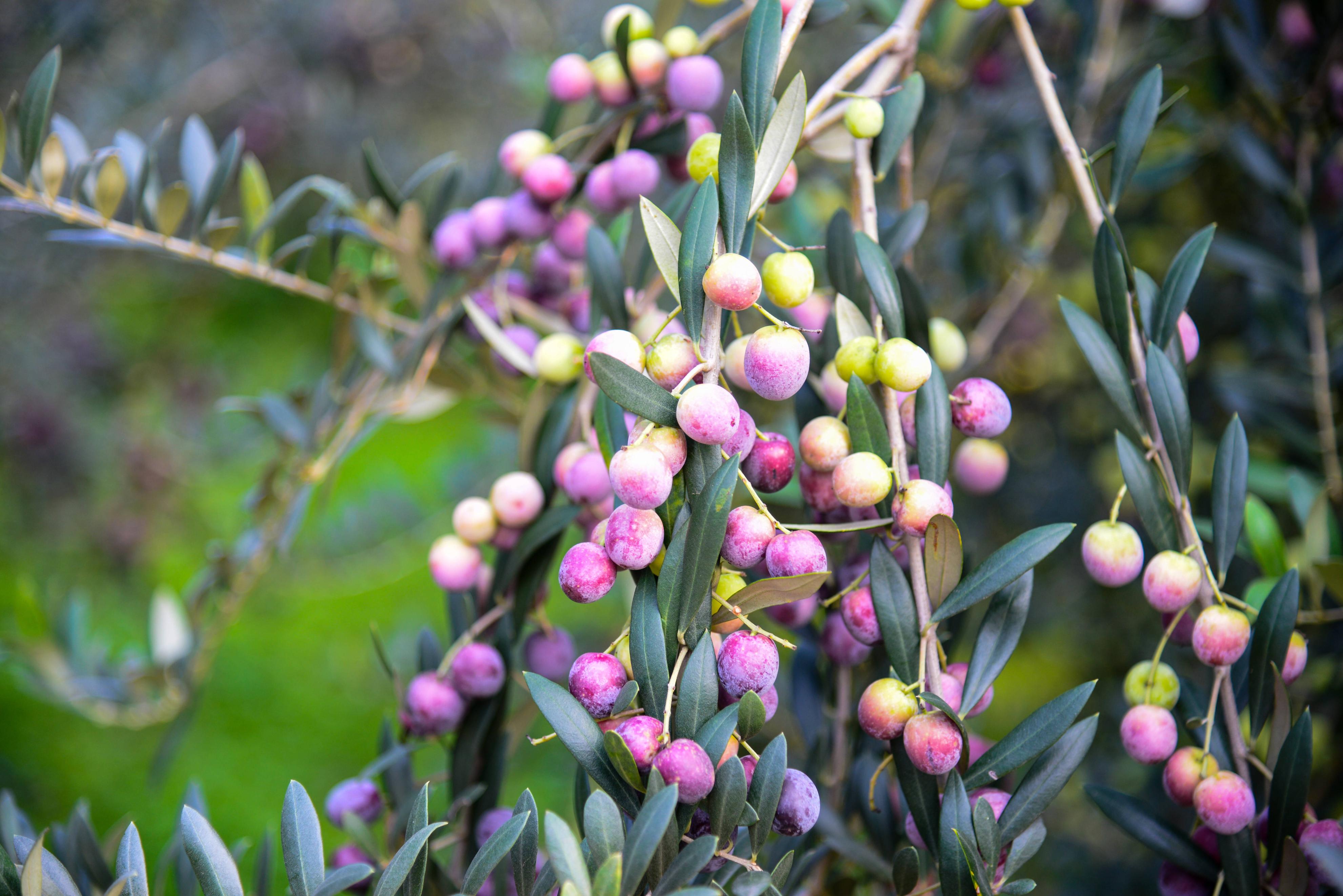 閲戝爞绉嬪鏋滃洯閲囨憳,鎴愰兘閲戝爞姘存灉閲囨憳