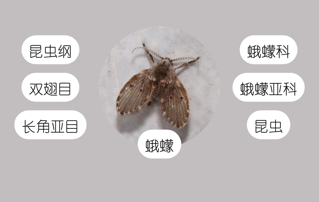 卫生间的小飞虫有什么危害,卫生间常见的小飞虫到底是什么