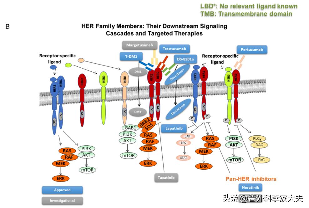 乳腺癌治疗突破性新药,乳腺癌her2阳性靶向药
