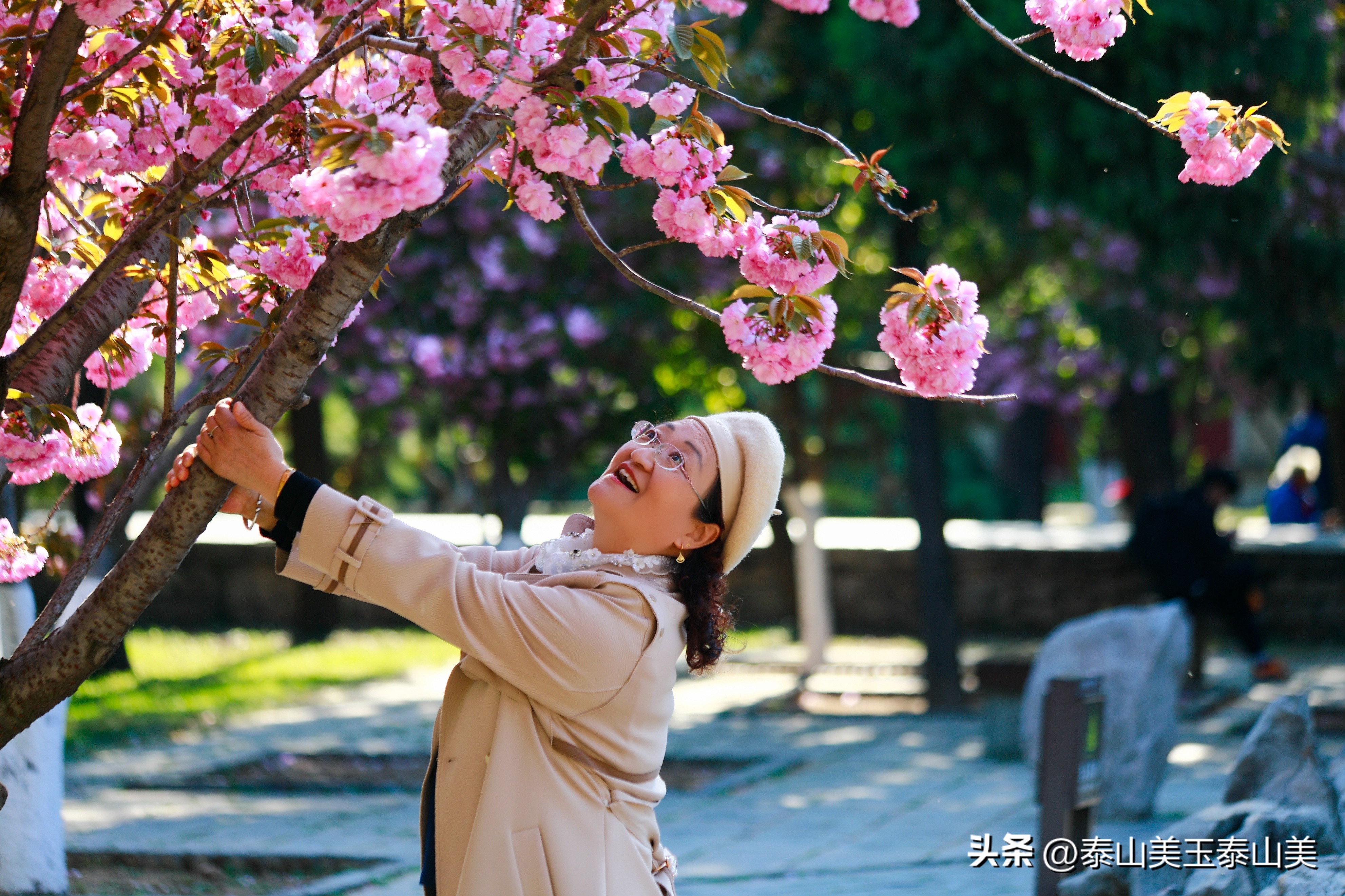 山亭寺沟樱花,定山溪樱花