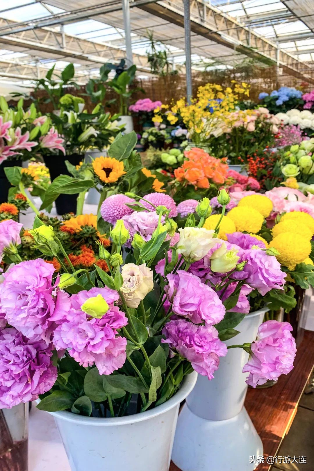大连花市哪里最好玩,大连的花市有哪些