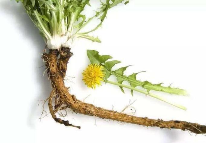 蒲公英煮水热敷乳腺结节有效果吗,蒲公英配什么喝可以消除乳腺结节