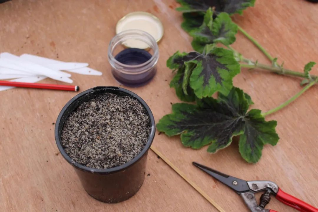 养花买花盆什么样好,花盆买什么颜色好