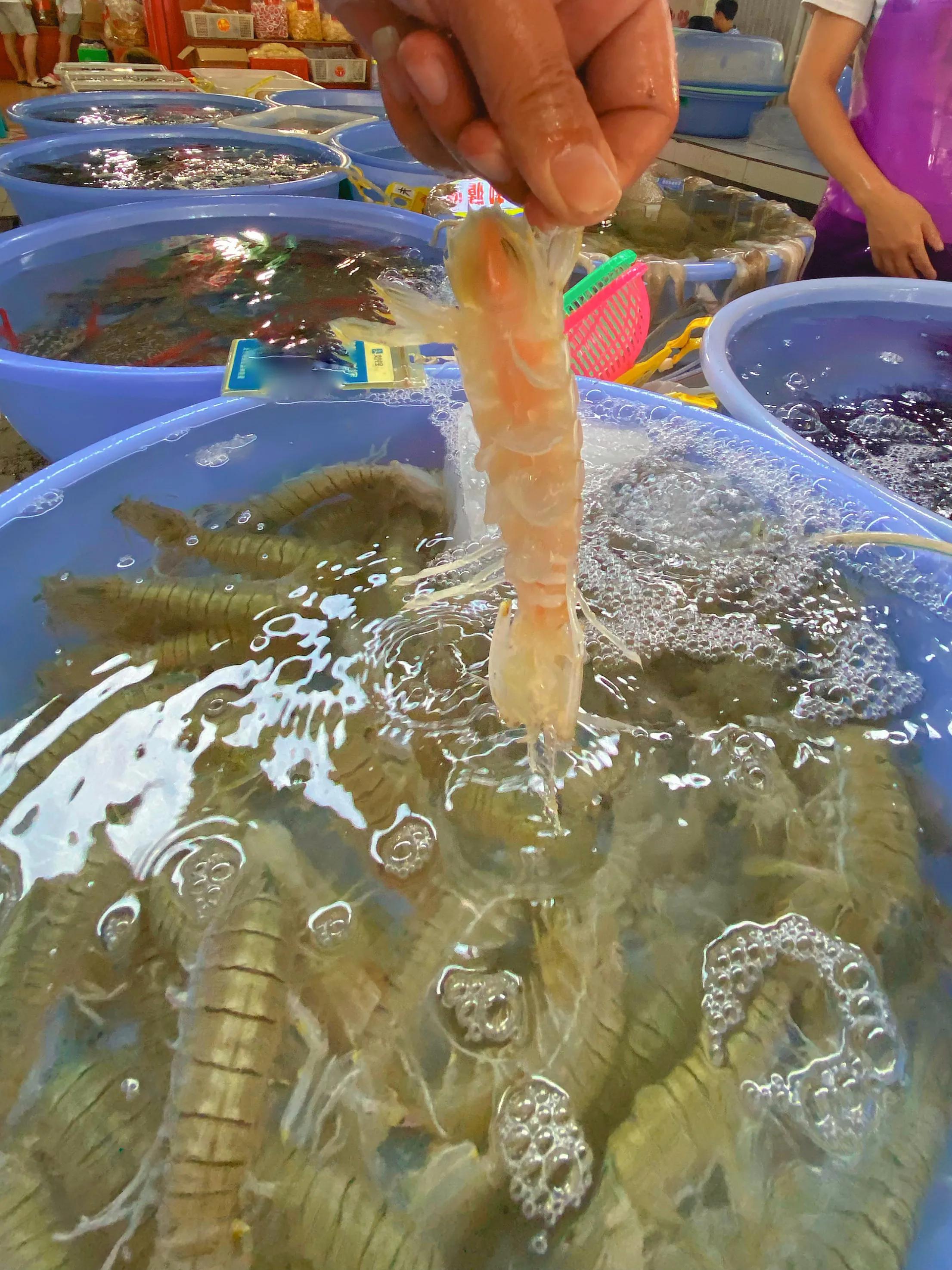 近日涠洲岛海鲜攻略,涠洲岛海鲜怎么吃比较划算