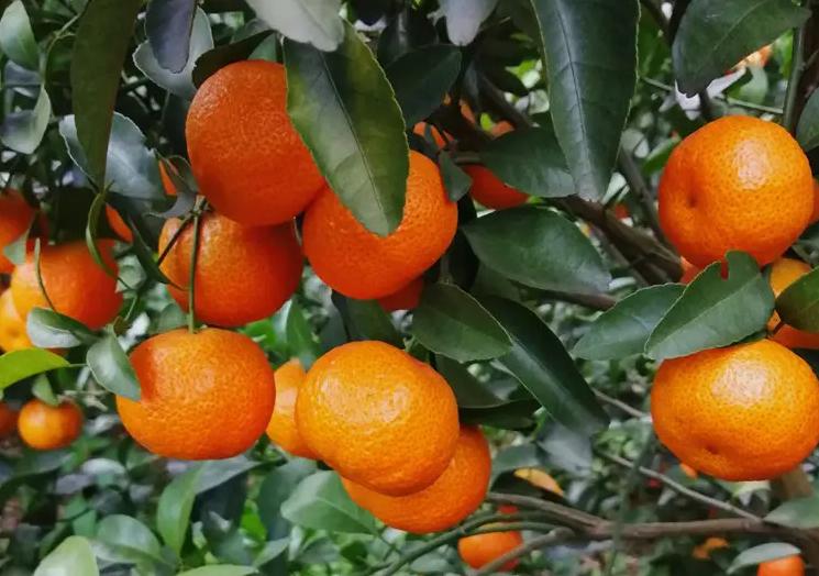 最大的沙糖桔到底有多大,进贡沙糖桔最有名产地