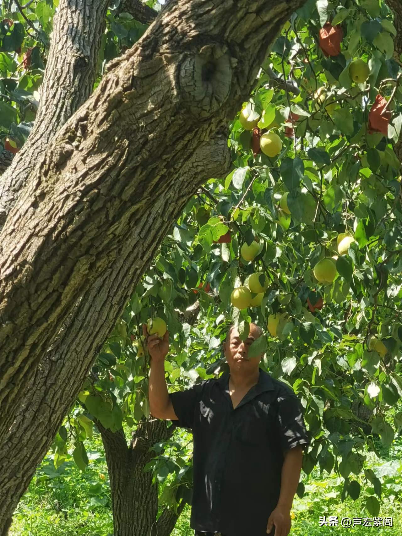 赵县大学生回乡创业种植梨树，开发出“寿星梨”成了抢手货