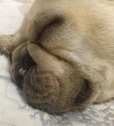 法斗狗的优点和缺点,小法斗的优点缺点