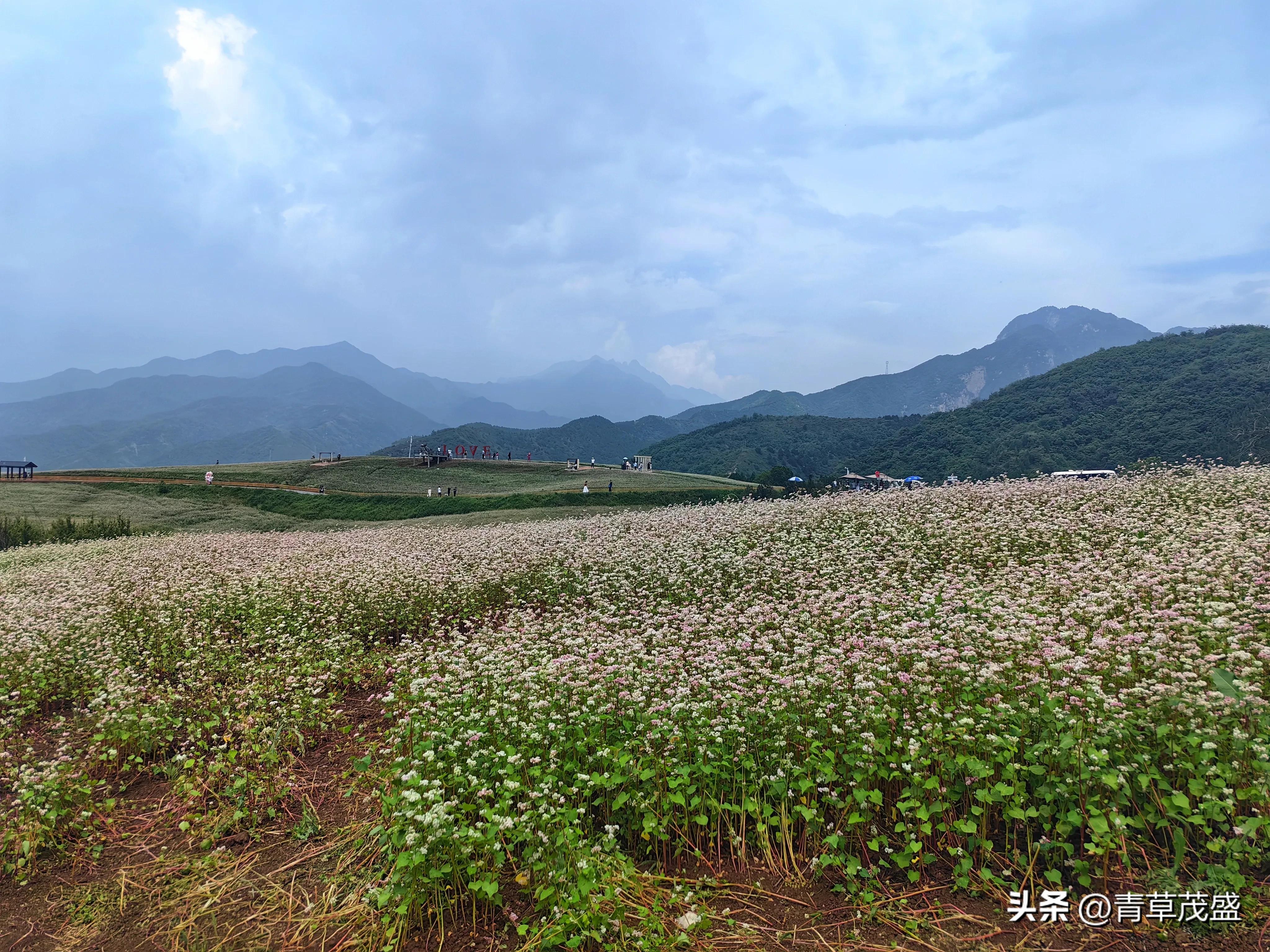 西安蓝田荞麦岭景区,蓝田荞麦岭日出美景视频