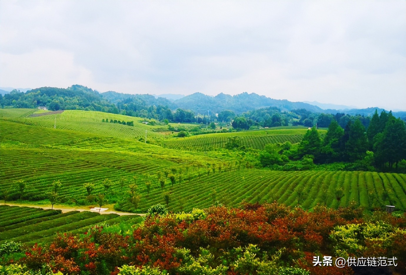 奈雪范特西一杯送袋子吗,奈雪范特西卖多久
