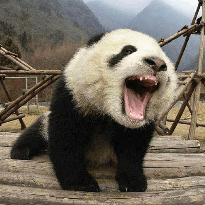 2001年湖北发现用熊猫陪葬的4000年古墓，这史前墓葬究竟是谁的？