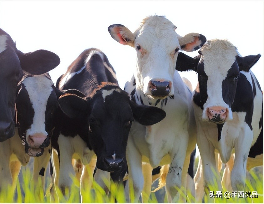 奶牛场的奶牛损伤病例分析