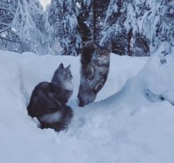 缅因库恩猫银虎斑,缅因猫浅银虎斑
