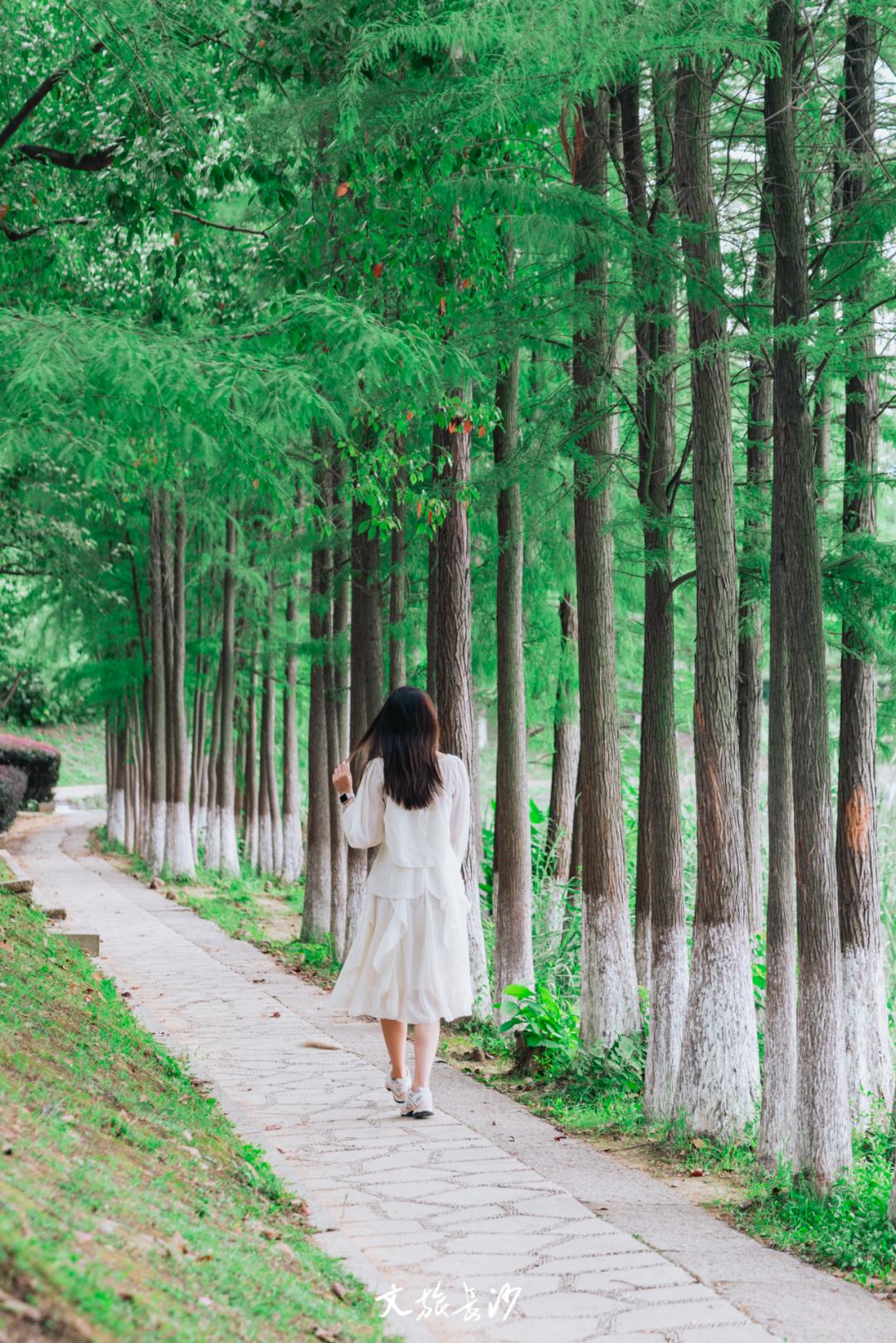 长沙赏秋去哪里,长沙第一波赏荷地图