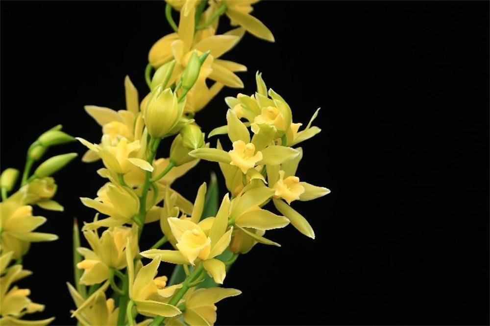 鍥藉叞绉嶈嫍,灞变笢鍥藉叞绉嶈嫍