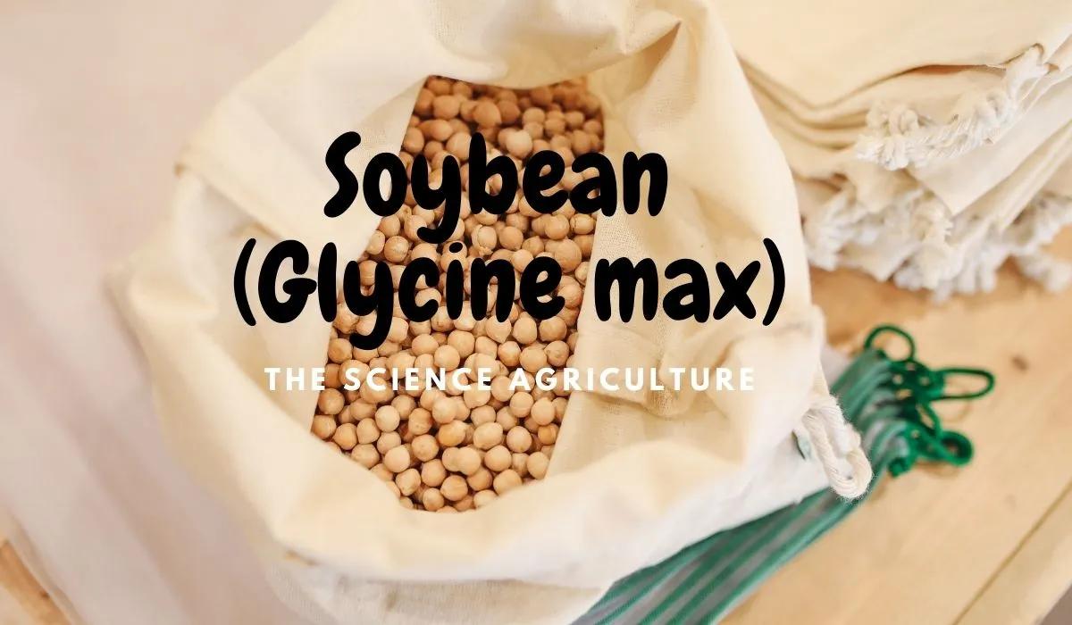 中国大豆来源国排名,大豆发源地和主产国是哪个国家