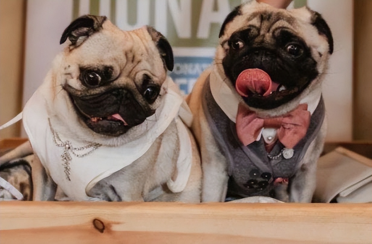 巴哥犬精力太旺盛怎么办,巴哥犬不吃东西什么原因