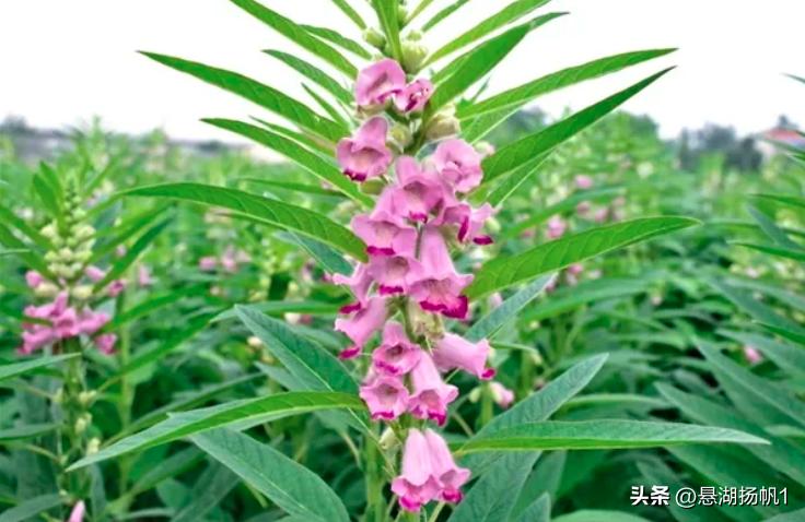 学习强国2018年8月21日,10月20日学习强国电子版题库