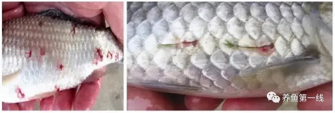 鱼身上长锚头鳋虫图片,锚头鳋孢子虫