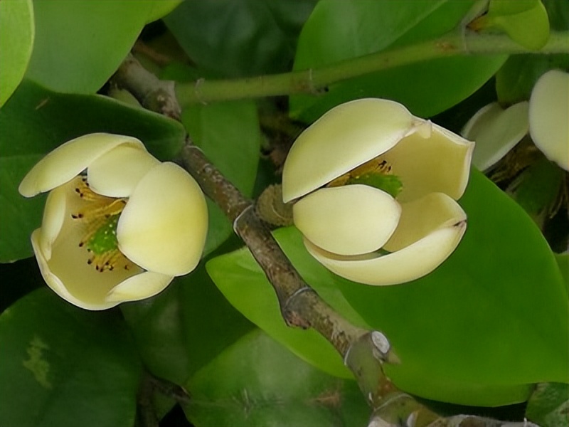 含笑花诗,含笑花的诗句