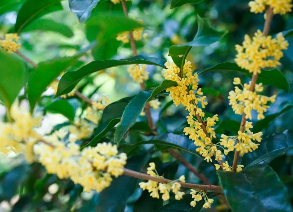 有关桂花的最经典古诗,描写桂花最经典的诗句