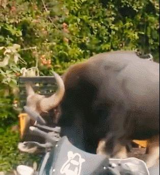 云南野外惊现濒危牛魔王,云南野生牛魔王