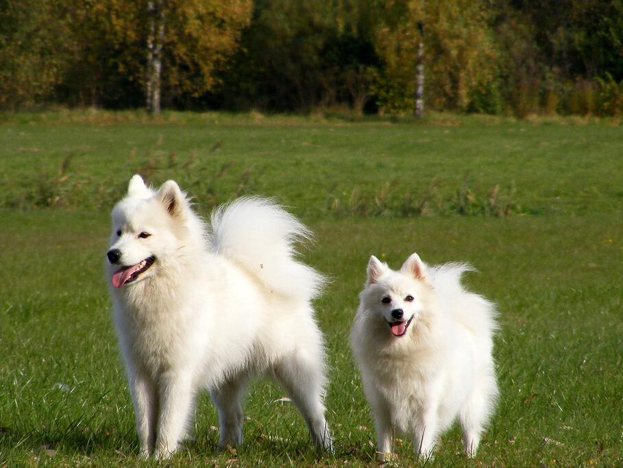 想买萨摩耶怕串串？记住这5点，轻松鉴别