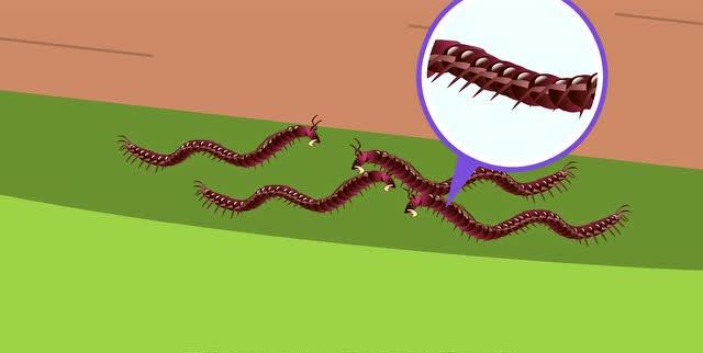 蜈蚣为何是五毒之首公鸡为何不怕,五毒之首的蜈蚣为什么毒不死公鸡