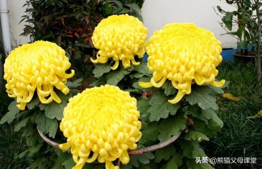 聆听花语盆景直播,聆听花语的声音